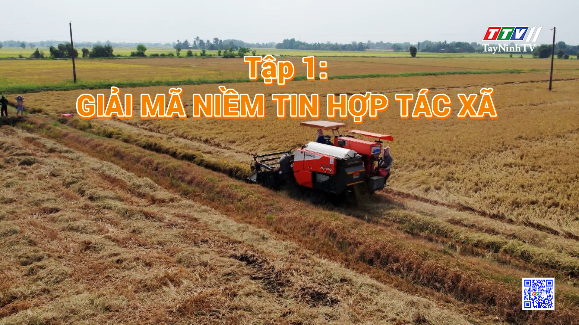 Về Phước Chỉ mùa gặt: Tập 1 - Giải mã niềm tin Hợp tác xã | Tam nông ký | TayNinhTV